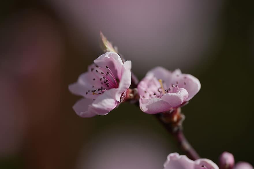 Peach Blossoms, Pink Flowers, Flowers, Nature, Spring, close-up, flower, plant, petal, springtime, flower head