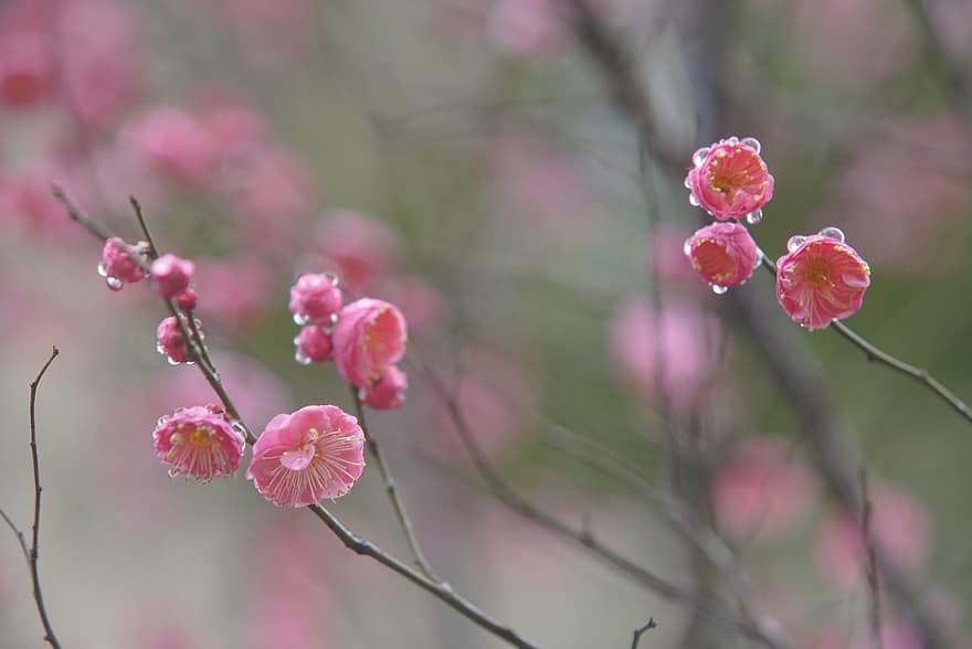 Flower, Buds, Plum, Blossom, Fresh, close-up, plant, flower head, pink color, petal, springtime