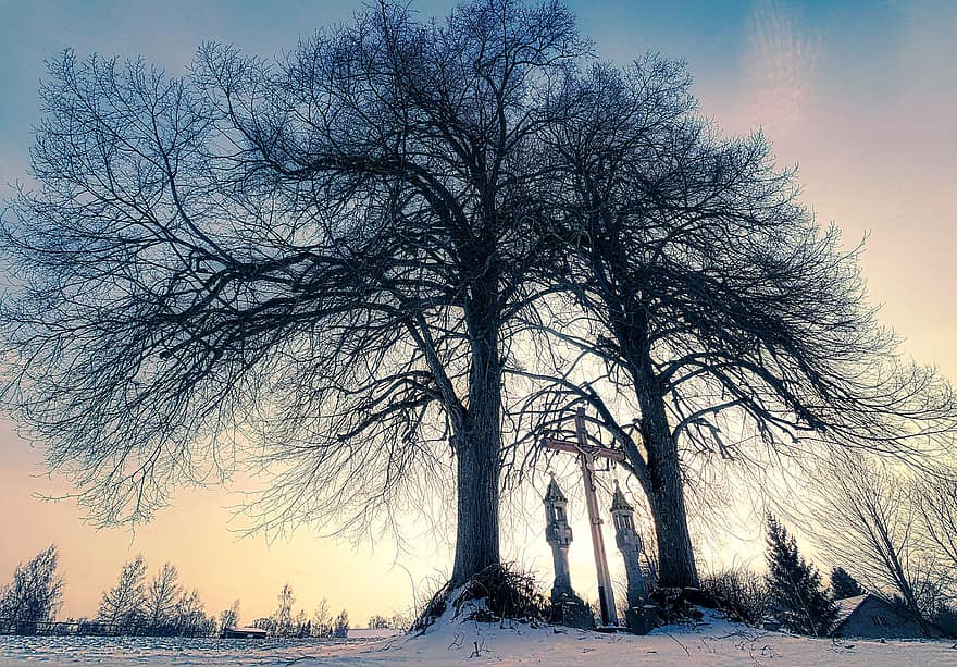 冬、木、雪、自然、風景、雪の風景、コールド、白、空、フローズン、のどかな