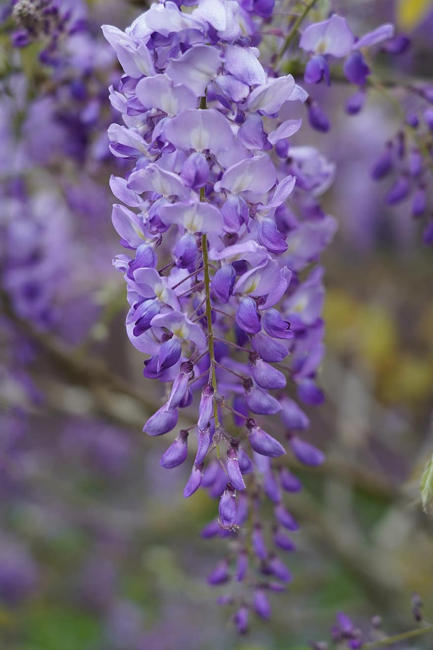 bunga ungu, hal berkembang, bunga-bunga, kelopak, kelopak ungu, berkembang, mekar, flora, pemeliharaan bunga, hortikultura, botani