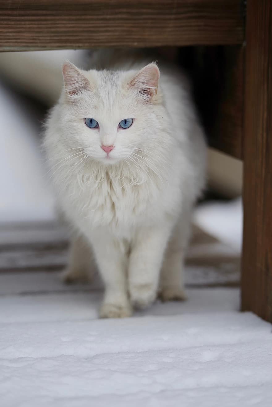 gato, animal, neve, inverno, gato branco, doméstico, felino, gatinha, peludo, fofa, pets
