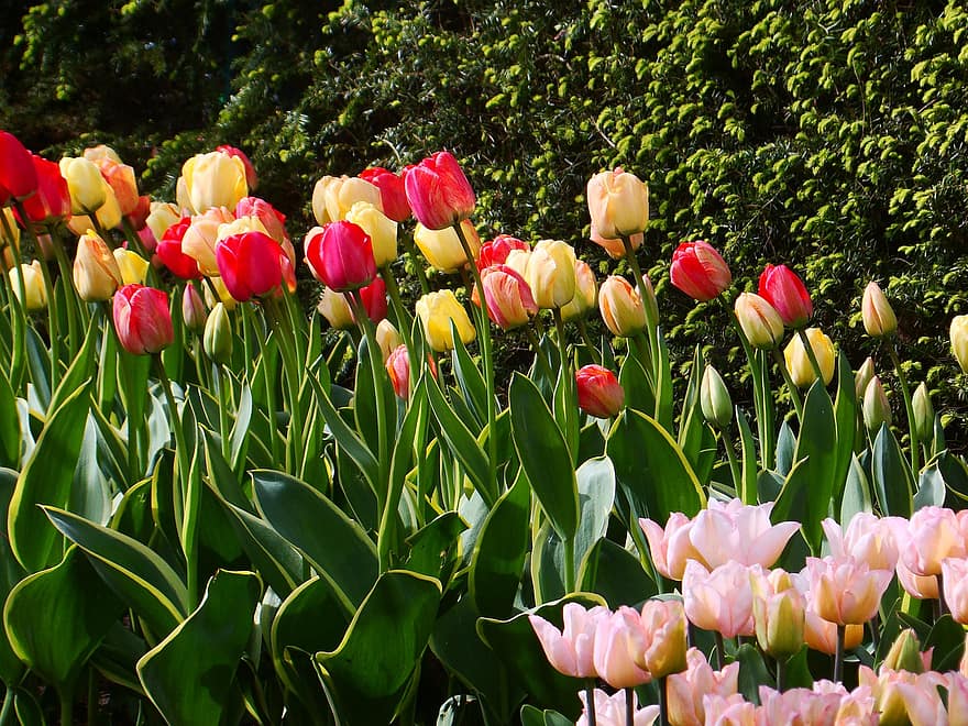 las flores, primavera, estacional, floración, flor, tulipanes, Dobrzyca, Polonia