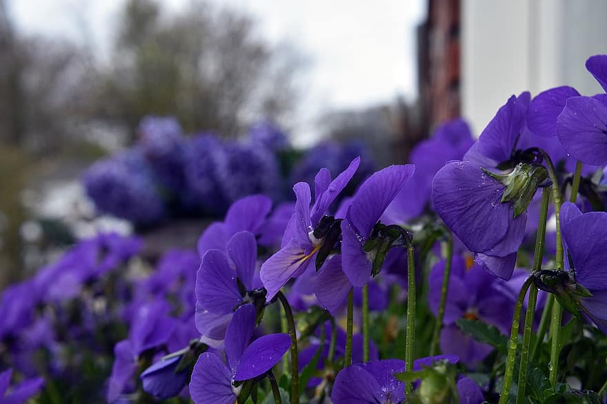 bloemen, violette bloemen, viooltjes, tuin-, de lente, detailopname, bloem, fabriek, Purper, zomer, bloemhoofd