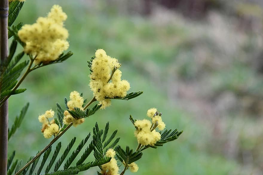 Flowers, Clusters, Mimosa, Mediterranean Plant, Green Foliage, close-up, plant, summer, flower, leaf, yellow