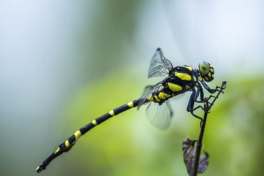 Insect, Dragonfly, Wildlife, Nature, Animal, Close Up, Macro, close-up, green color, yellow, summer