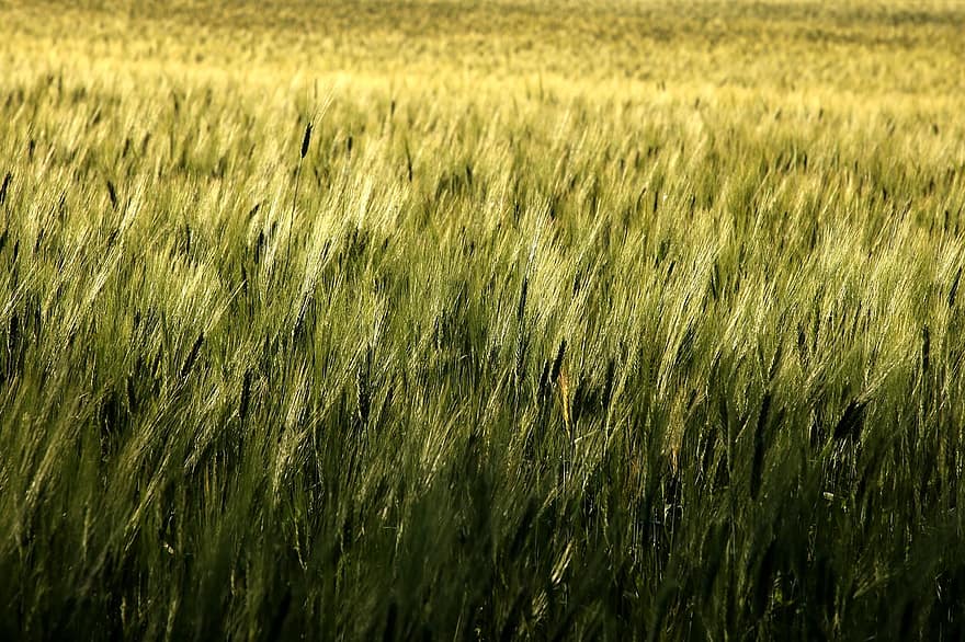 поле, пшеница, зелен, злато, лято, жътва, зърнени храни, пейзаж, реколта, растение, селски