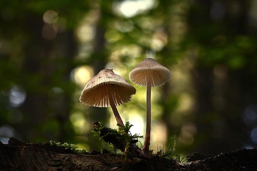 jamur, jamur layar, jamur kecil, alam, merapatkan, hutan, di luar rumah, menanam, musim gugur, warna hijau, pertumbuhan