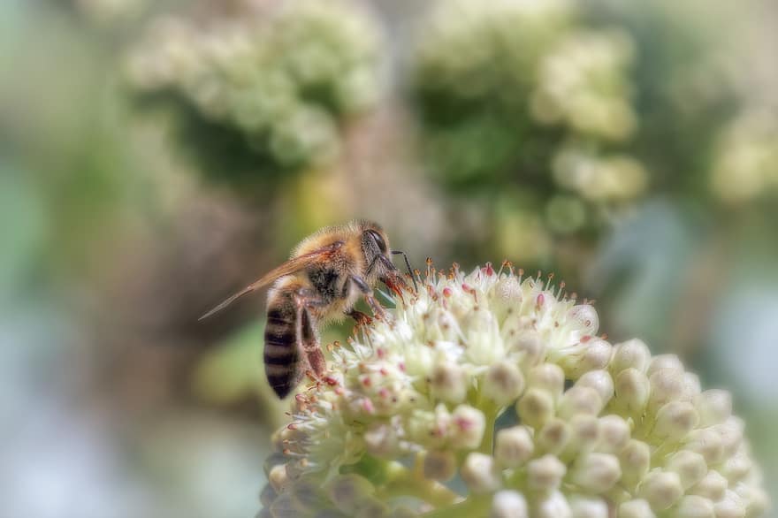 bi, insekter, nektar, blomma, pollinering, pollen, honung, natur, flyg
