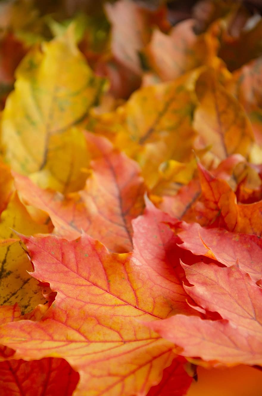 odchodzi, listowie, klon, jesień, liście klonu, spadek, tekstura, kolorowy, Natura, Jesienna koncepcja, jesienne liście