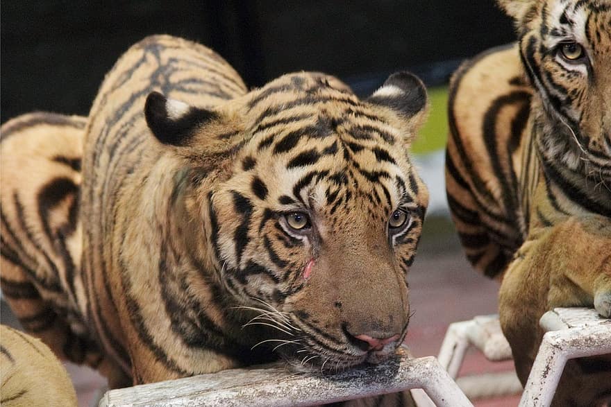 τίγρη, ζώο, φύση, τίγρης της Βεγγάλης, μη κατοικίδια γάτα, ριγέ, αιλουροειδής, ζώα στη φύση, μεγάλη γάτα, είδη υπό εξαφάνιση, κίνδυνος