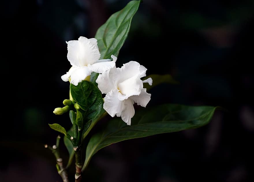 gardenia, kvapas, balta, gėlė, flora, pobūdį