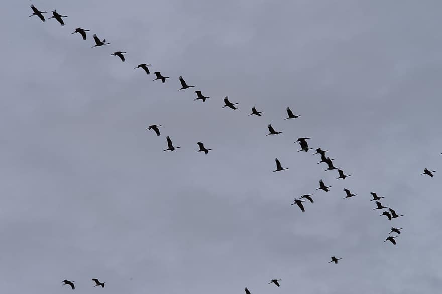 ramat d’ocells, aus migratòries, grues, formació de vol