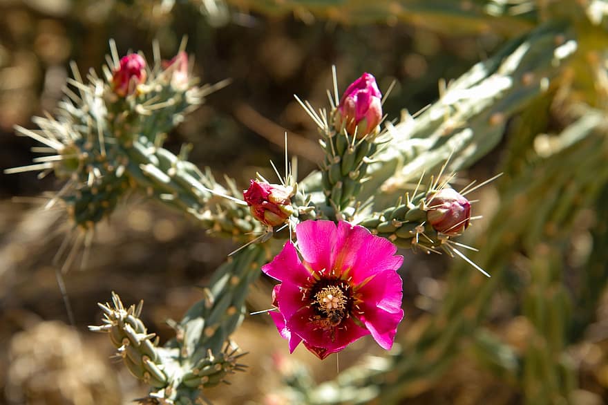 Thistle, Flower, Thorns, Pink Flowers, Prickly, Petals, Pink Petals, Bloom, Blossom, Plant