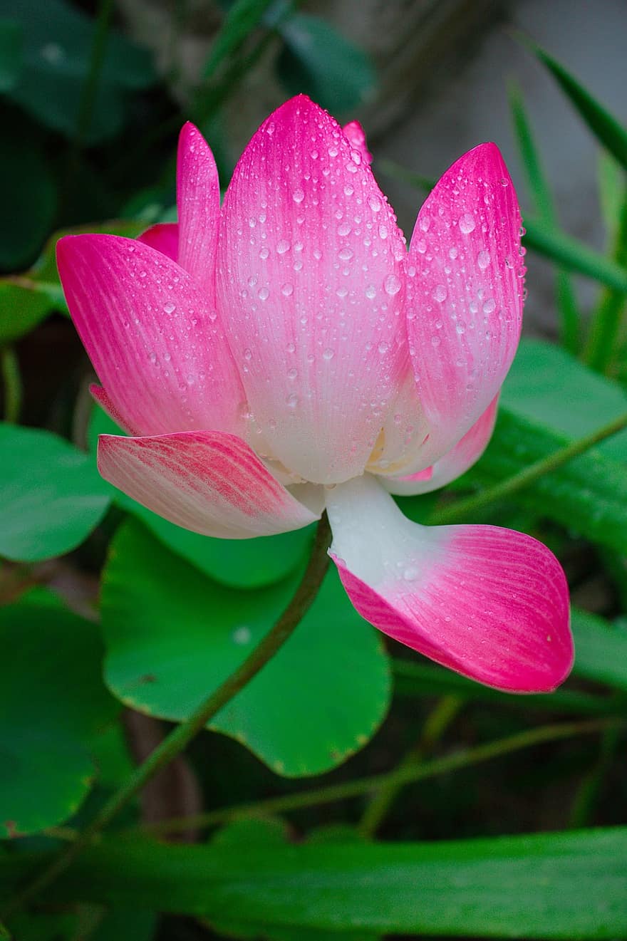 Lotus, Blume, Lotus Blume, Pflanze, Blätter, Blütenblätter, rosa Blütenblätter, Flora, Natur, Tau, Tröpfchen