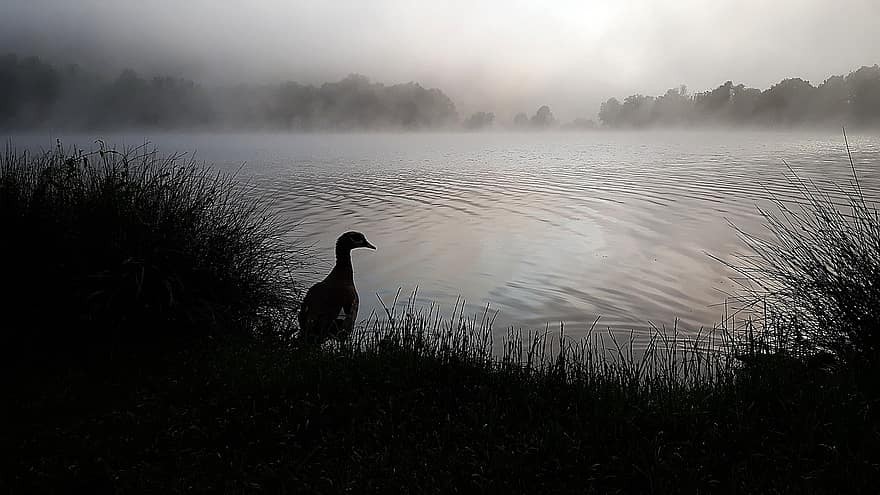 lago, névoa da manhã, panorama, névoa, natureza, humor, águas, nascer do sol, manhã, nilgans