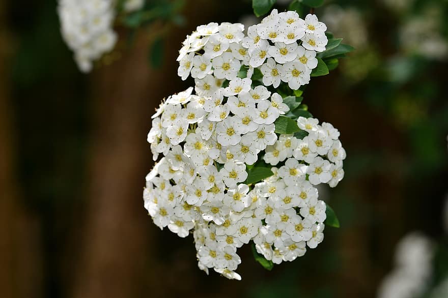 Spiraea, Flowers, Plant, White Flowers, Bloom, Bush, Shrub, close-up, flower, summer, leaf