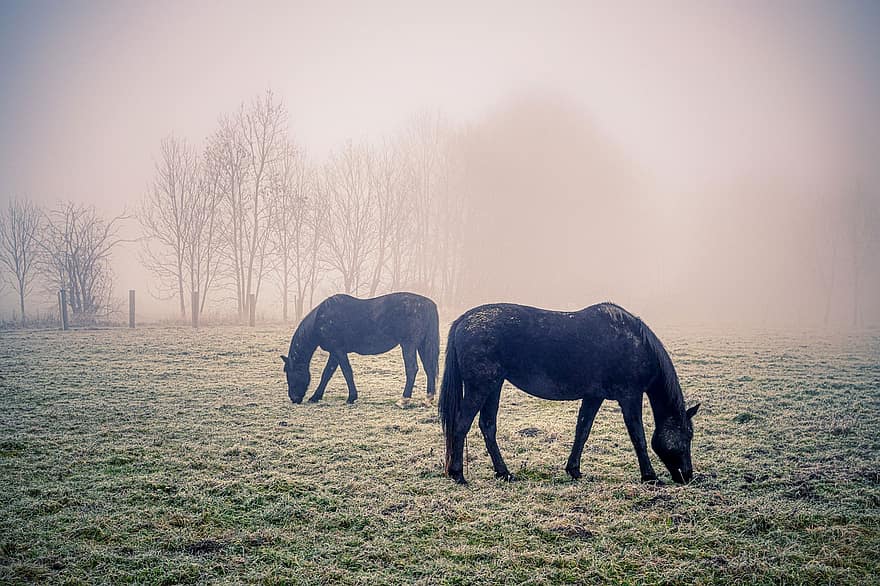 cavalos, eqüino, arvores, equestre, pasto, névoa, acoplamento, pastar, natureza, campo, neblina