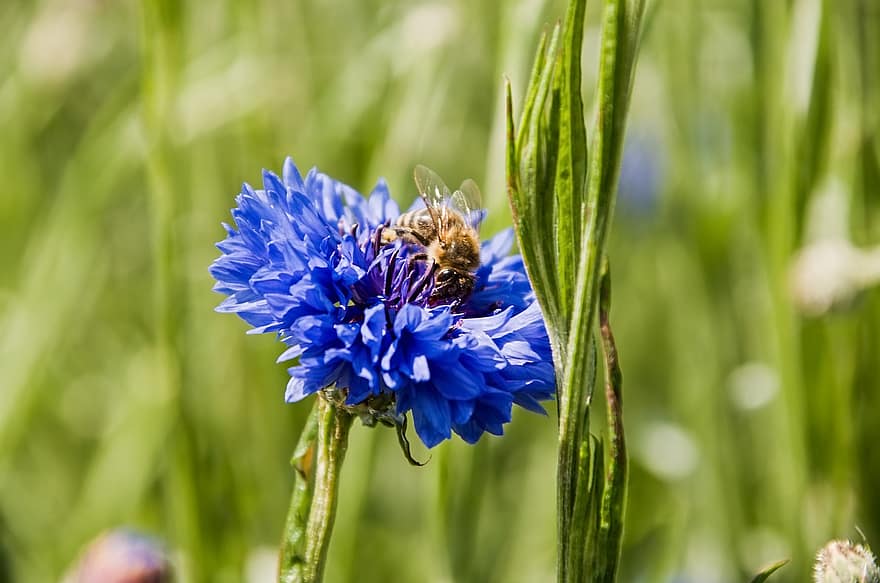 blaue Blume, Blume, Natur, Blütenblatt, blühen, Blatt
