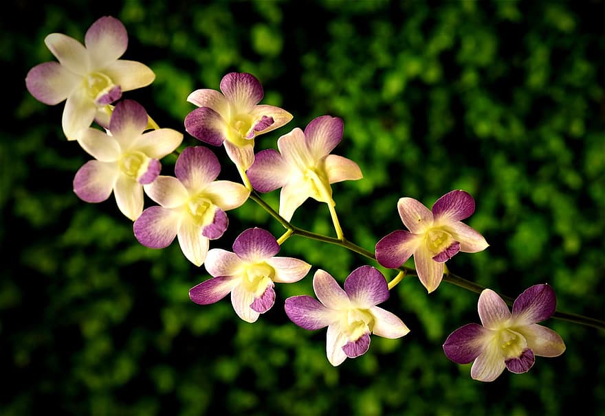 ziedi, orhideja, augu, dendrobijs, orchidaceae, flora