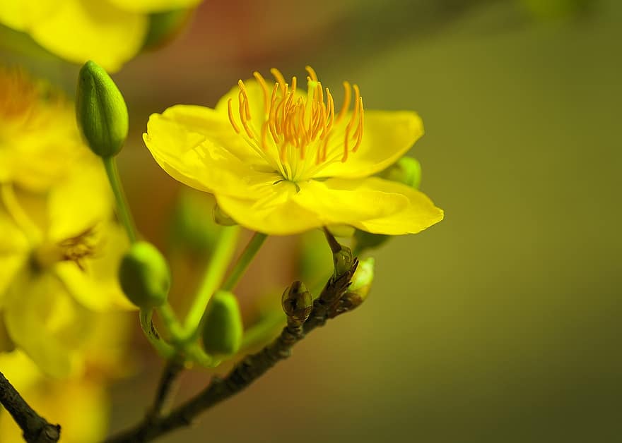 flor de albaricoque, flor, rama, brotes, flor del ciruelo, flor amarilla, flor de primavera, floración, primavera, árbol, naturaleza