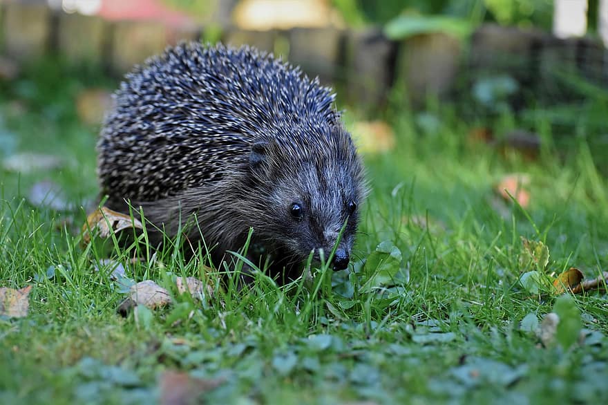 Hedgehog, Animal, Garden, Nature, cute, small, close-up, animals in the wild, one animal, grass, rodent