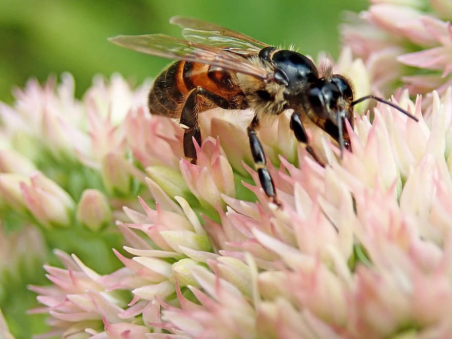 böcek, bal arısı, polen, çiçek, pembe, sedum, bitki, yaban hayatı, doğa