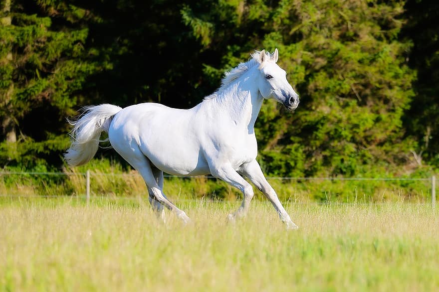 лошадь, белая лошадь, животное, млекопитающее