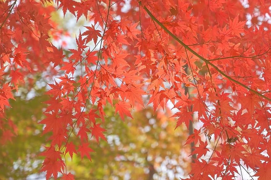 кленові листи, осінь, листя, осінні листки, осіннє листя, осінній сезон, опале листя, лист, дерево, жовтий, сезон
