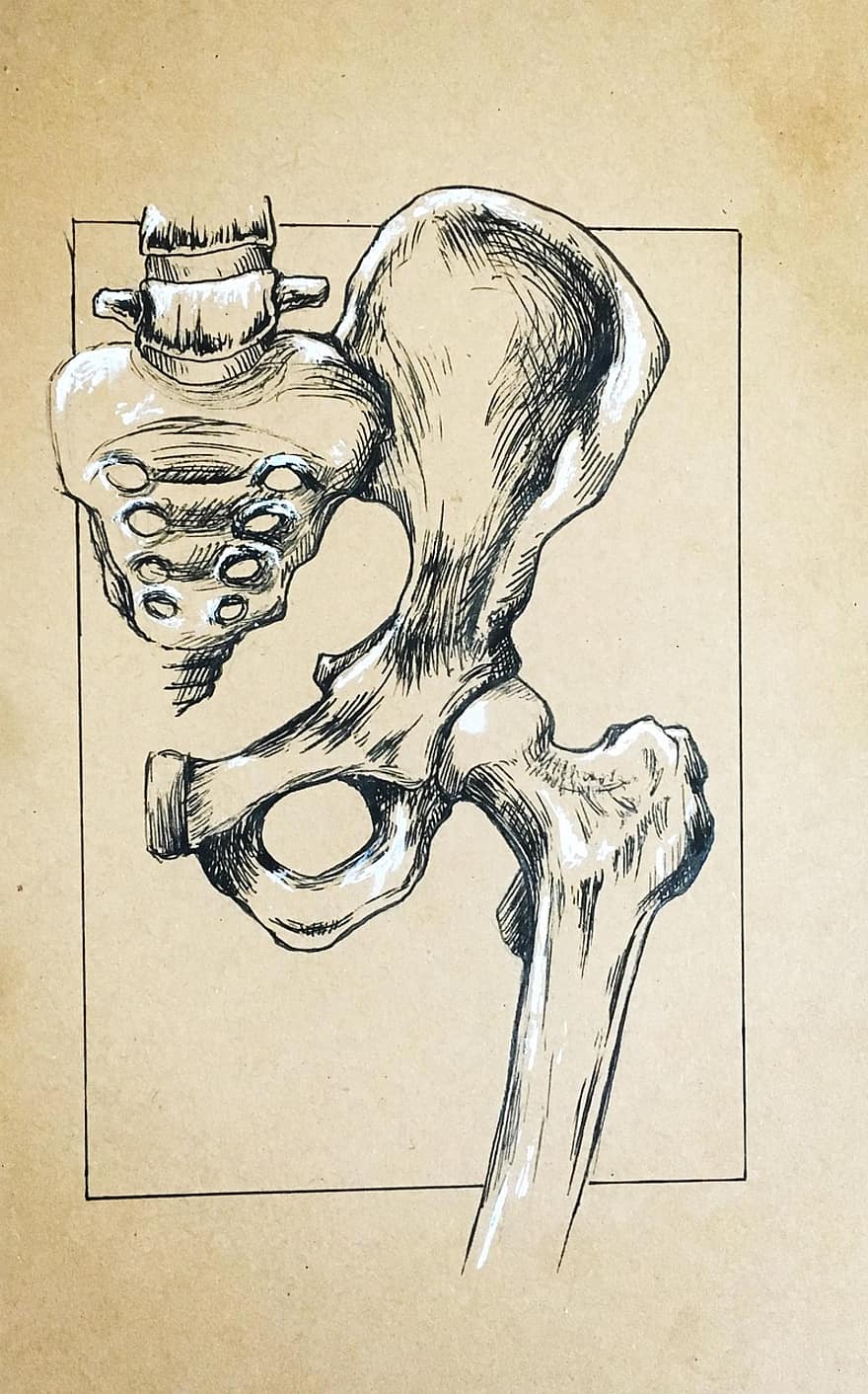 medico, anatomia, femore, bacino, biologia, scheletro, scienza, medicina, osso, Vintage ▾, disegnato a mano