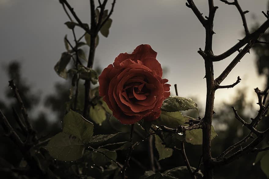 τριαντάφυλλο, σταγόνες βροχής, η δυση του ηλιου, λουλούδι, βροχή, δροσιά, σταγονίδια, βρεγμένος, σταγόνα, φυτό, κόκκινο τριαντάφυλλο