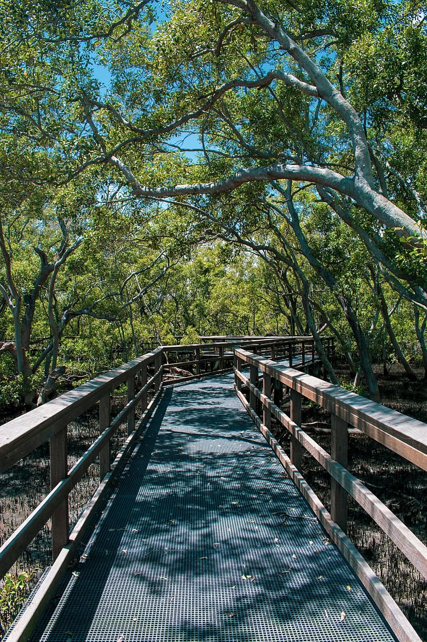 passeig marítim, manglars, plantes, passarel·la, paisatge, pont, atracció turística, naturalesa, Wynnum Mangrove Boardwalk, Wynnum North Esplanade, Wynnum