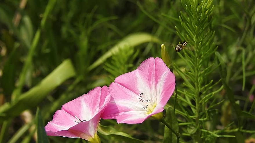 flori, câmp bindweed, a inflori, botanică, inflori, albină, insectă, entomologie