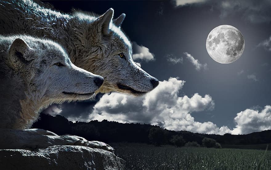 Lobos, lua, animais, animais selvagens, predadores, canino, cachorros, Cães selvagens, lua cheia, crateras, lunar