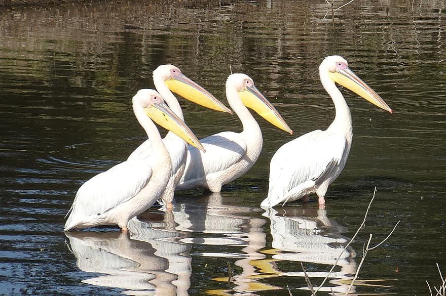 ptáků, pelikány, Velcí bílý pelikáni, Východní bílí pelikáni, pelecanus onocrotalus, volně žijících živočichů, bílých pelikánů, Příroda, zvířat, fauna, gujarat