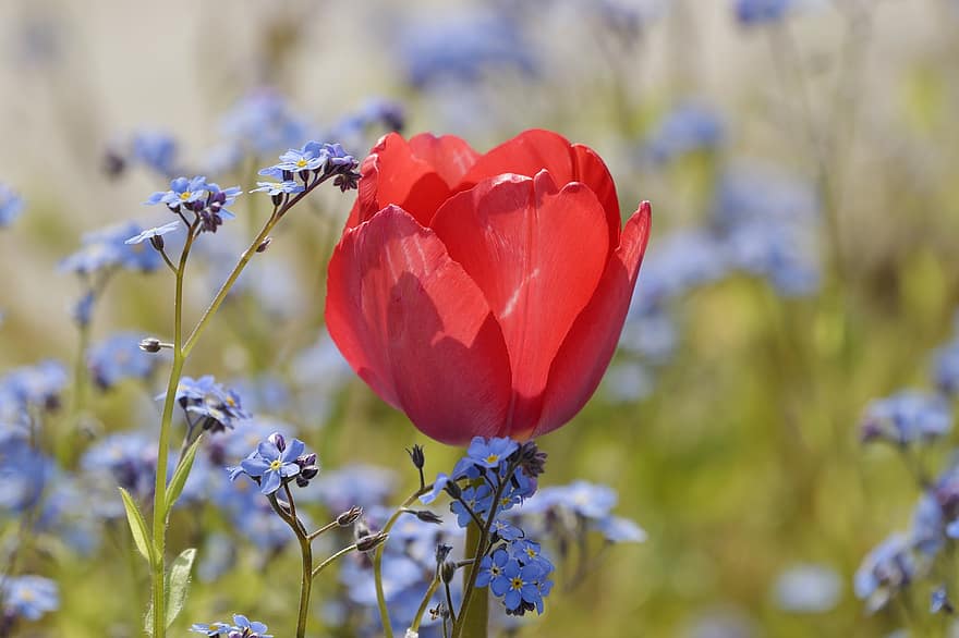 tulpė, gėlės, augalai, žiedlapių, raudona tulpė, raudonos gėlės, mėlynos gėlės, pavasaris, žydi, flora, pievos