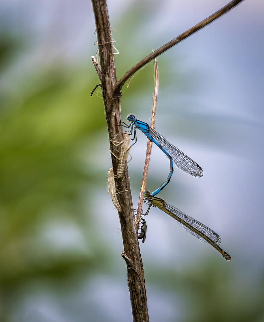 albastru comun albastru, insecte, împerechere, pereche, reproducere, libelula, crenguţă, plantă, natură