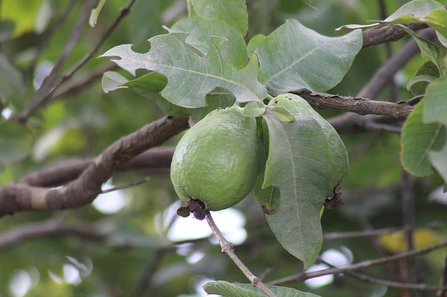 guava, fruct, jumătate, tropical, alb, verde, alimente, cale, elimina, 2, element