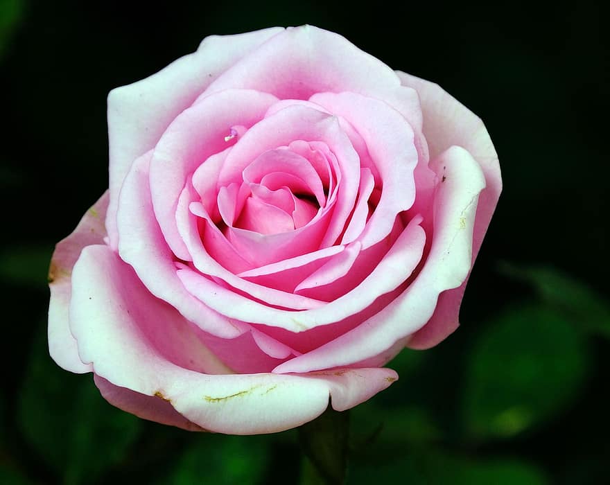 pinke Rose, Rose, Blume