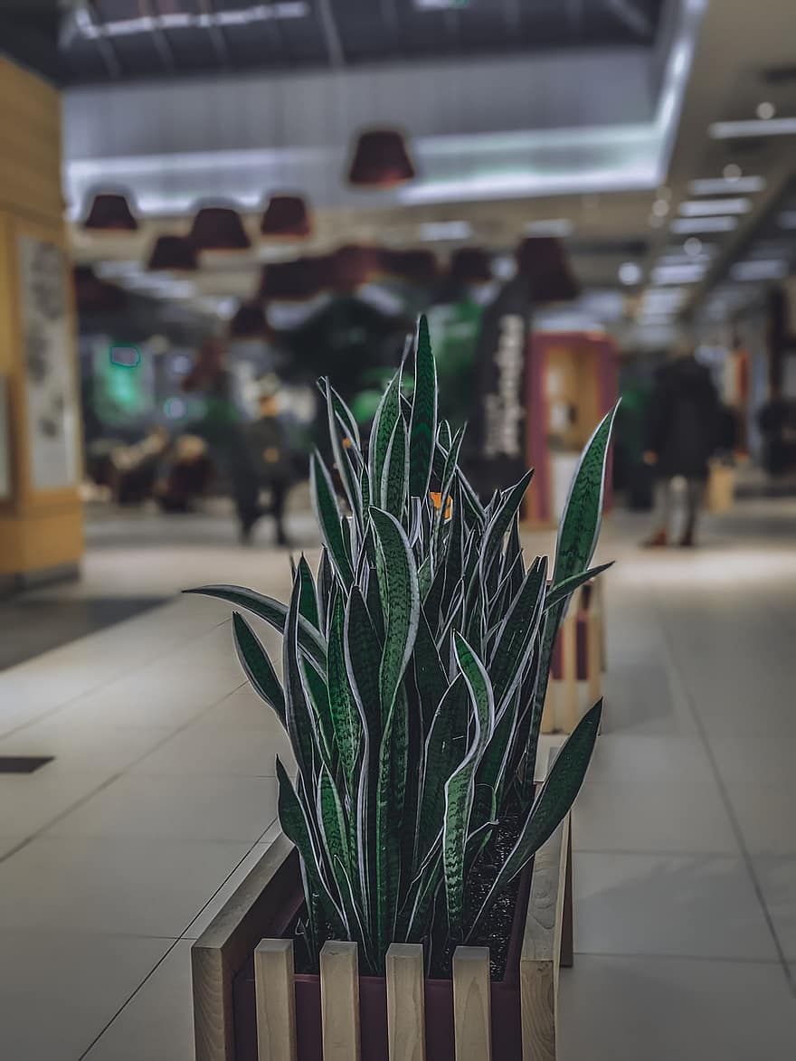 Shopping Mall, Plant, Decoration, Botany, indoors, leaf, green color, close-up, growth, architecture, store