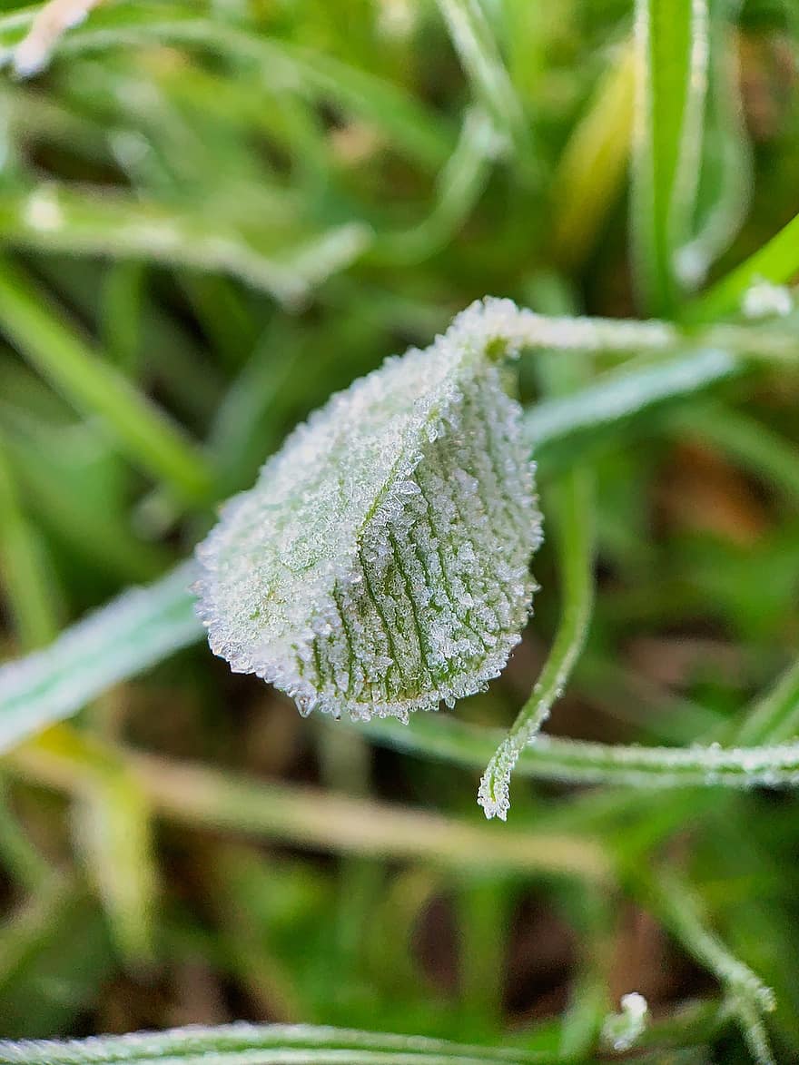 Leaf, Frost, Morning Frost, Leaf Frost, Frosted Leaf, Frost Ice Crystals, Ice Crystals, Frost Ice, Frozen Dew, Frosty Leaf, close-up