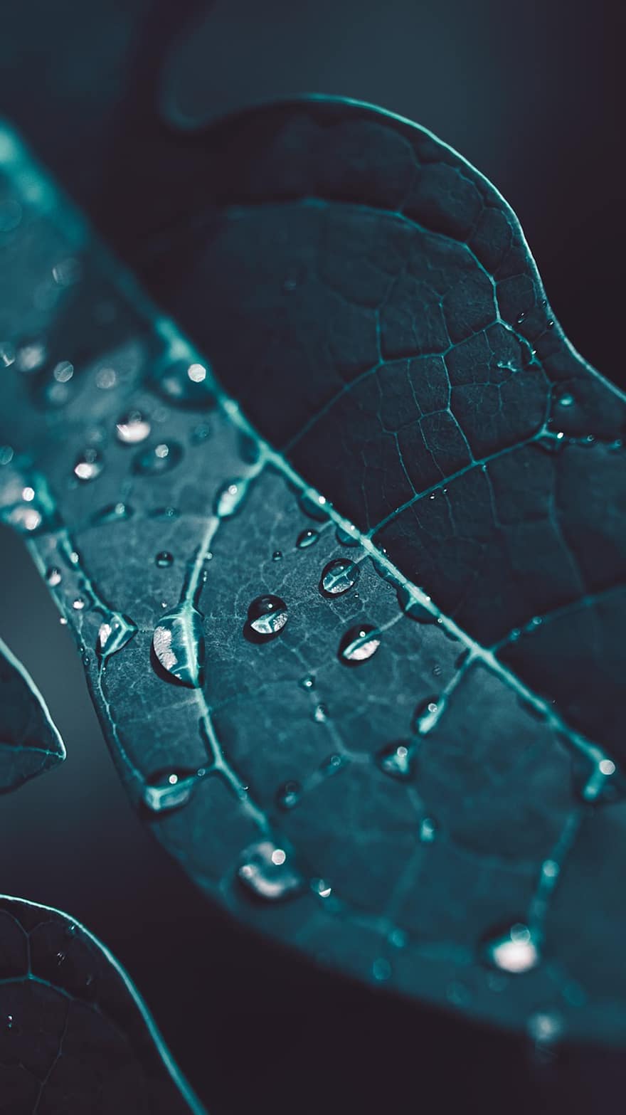 Leaf, Drop, Rain, Green, Nature, Leaves, Plants, Dew, Spring, Water, Environment