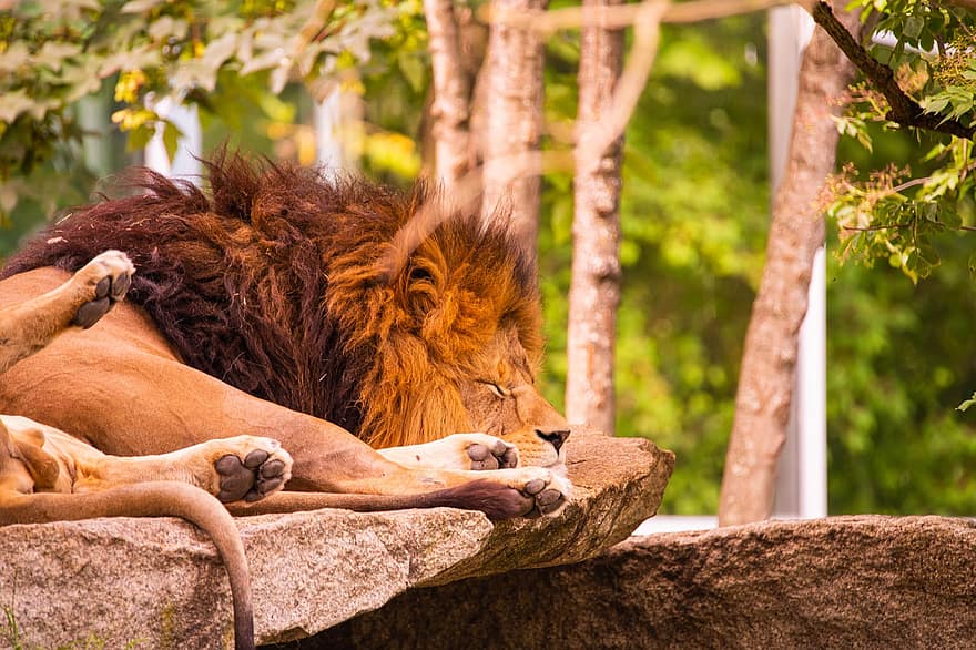 leão, dormindo, dormir, predador, animal, jardim zoológico, pele, África, juba, preguiçoso, masculino