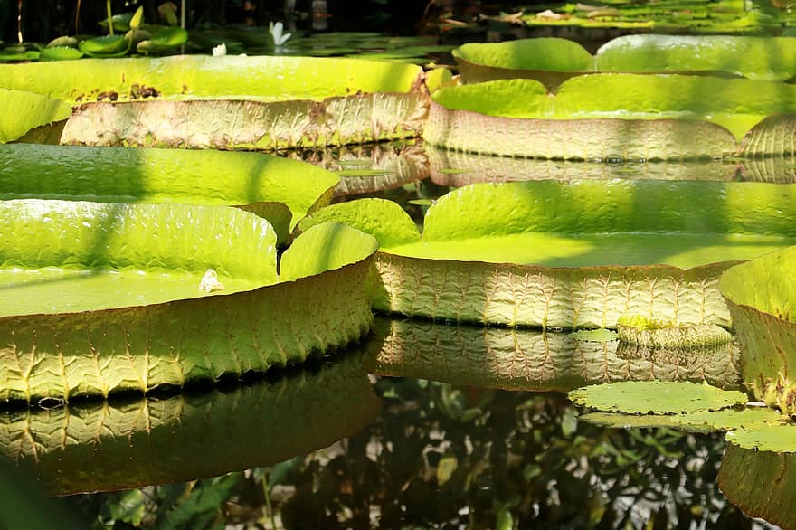 gigantische waterlelie, waterlelies, vijver, Waterlelie, water plant, waterplant, reflectie, water, natuur, tuin-, park