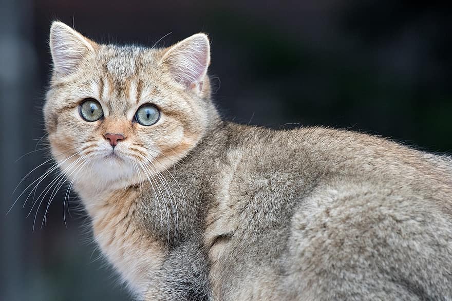 british shorthair, gato, mascota, gatito, animal, atigrado, bkh, nacional, felino, mamífero, mullido