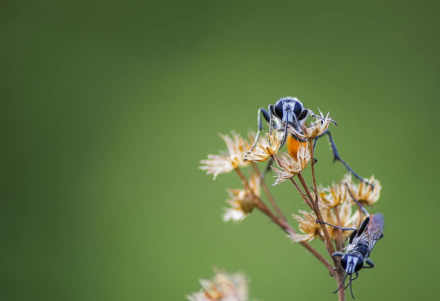 bọ cánh cứng, côn trùng, thụ phấn, những bông hoa, cây, Thiên nhiên, động vật hoang dã, vĩ mô, cận cảnh, màu xanh lục, con ong