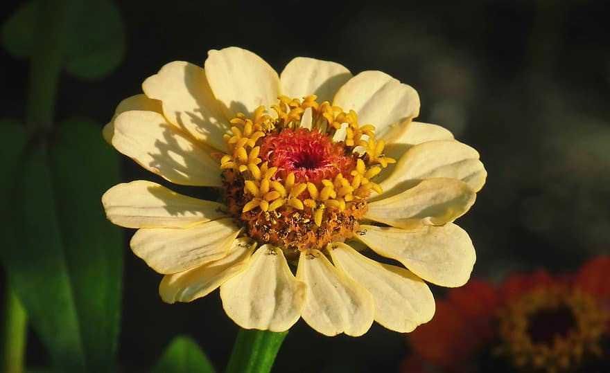 Zinnia, blomst, gul, pollen, gul blomst, gule kronblader, petals, blomstre, natur, flora, floriculture