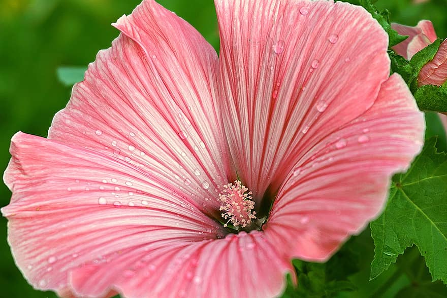 Flower Pink, Three-lobed Slime, Malope, The Petals, Dew, Striated Flower, Drops Of Water, Garden, Nature, Flora, Blossomed
