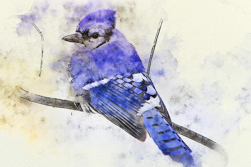 uccello, blue jay, smerigliatura, natura, pittura