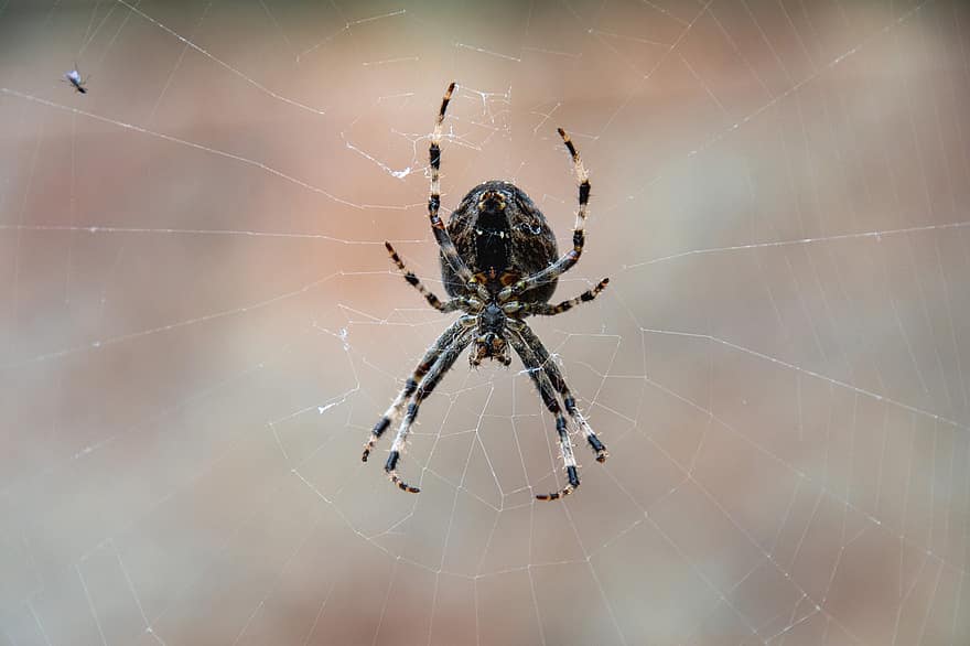 европейски градински паяк, паяк, паяжина, araneus diadematus, паяк с диадема, увенчал кълбо тъкач, вид от паякообразни, мрежа, природа, макро