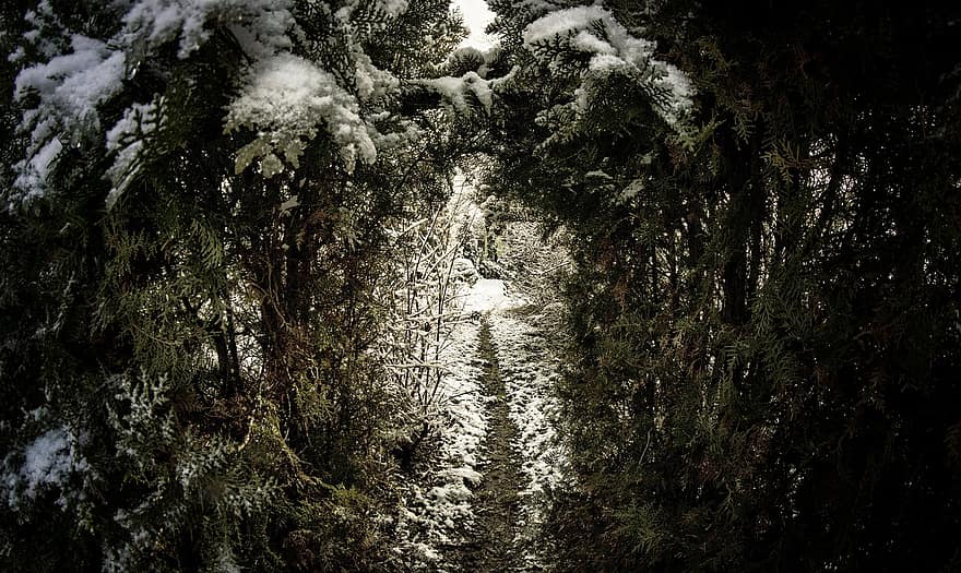 træer, Skov, pathway, sti, sne, is, frost, jul, lys